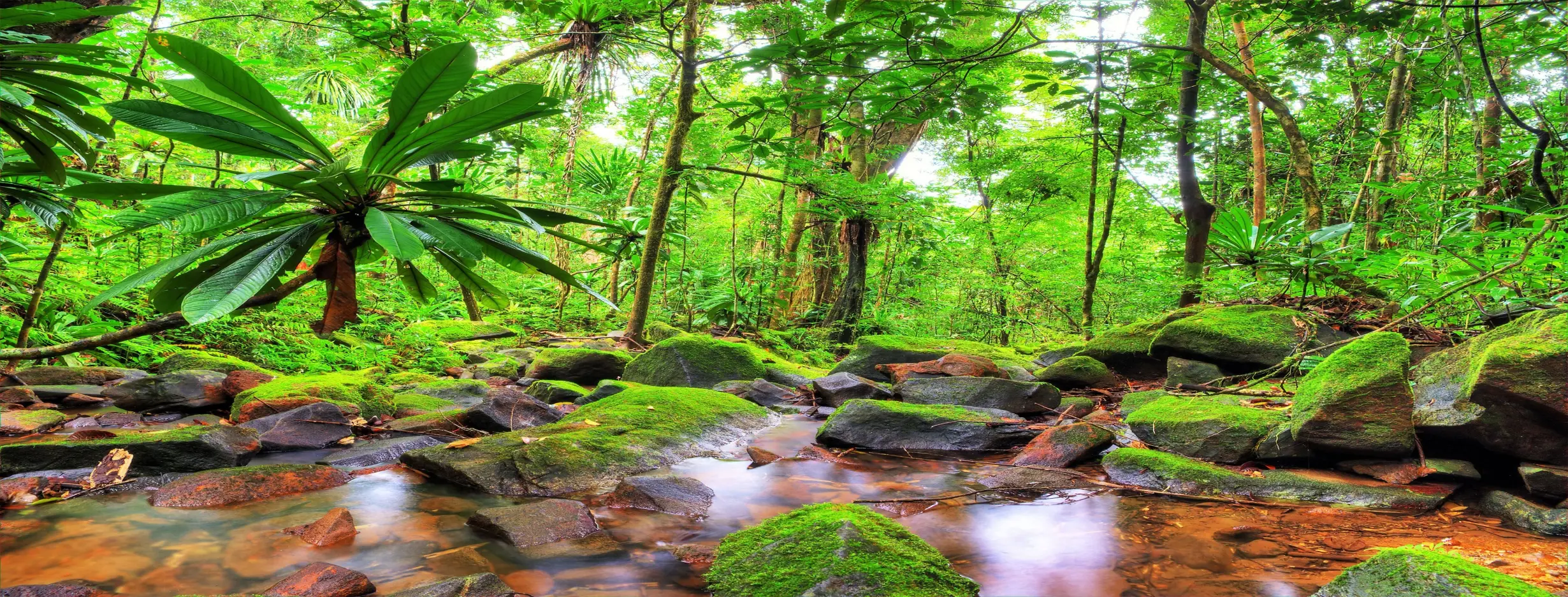 Image for Madagascar Exotic Garden